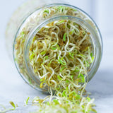 Sprout Maker Jar with Drainage Stand and Recipe E-Book