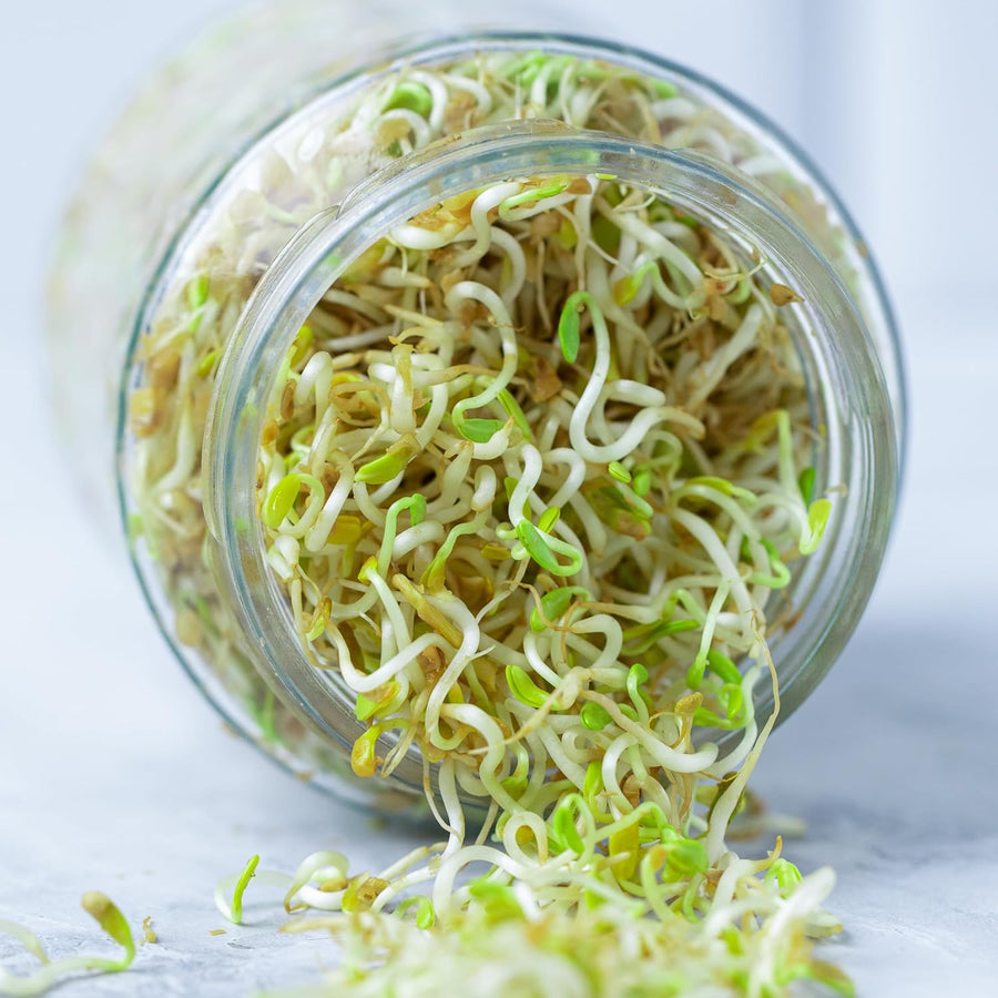 Sprout Maker Jar with Drainage Stand and Recipe E-Book
