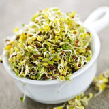 Sprout Maker with Hygienic Sprouting Trays